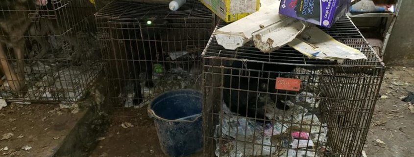 German shepherds rescued from squalor
