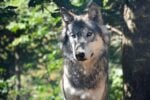 Clever wolves figured out how to pull in crab traps for tasty treats