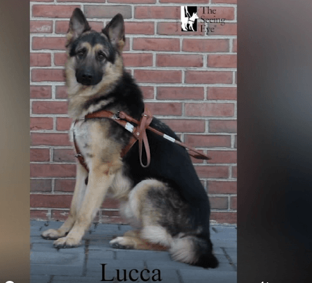 Stolen guide dog, Lucca