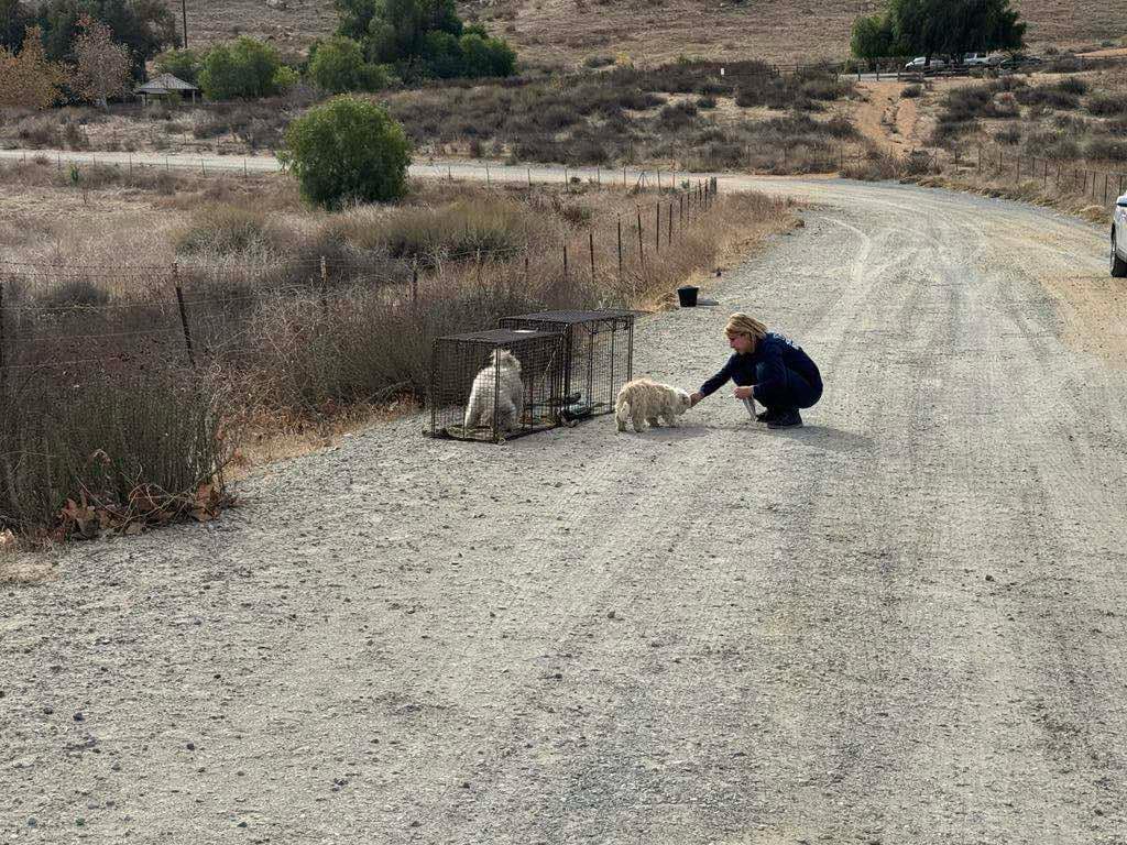 Hidden Springs Park ranger spots 2 tiny dogs abandoned in area of ...