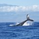 Japan plans to resume commercial whaling