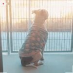 Abandoned in her pajamas Korra never understood why her family left her at shelter