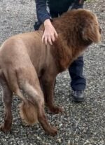 ‘Lion’ on the loose feared in Ireland turned out to be large dog with fancy haircut