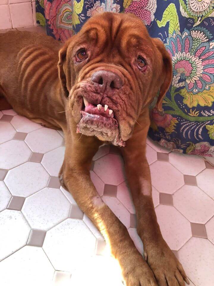 falls in love with Mae the French Mastiff dying