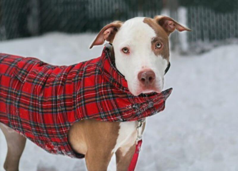 Public's help needed at Manhattan animal shelter shut down due to Covid19 -  Pet Rescue Report