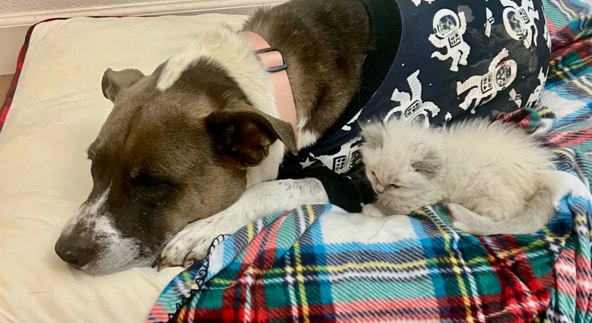 Bravest and most loyal Dog protected disabled owner from flames during