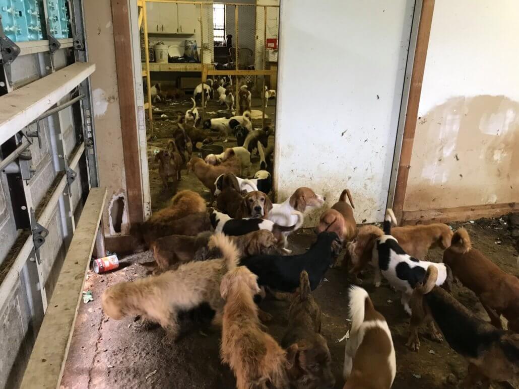 99 dogs, 5 cats rescued from ‘living hell’ in MiamiDade home Pet