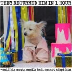 Shelter pup who survived adopted but returned one hour later because of his bad breath