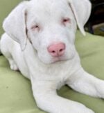 Special puppy both deaf and blind found roaming streets healing with Houston rescue heroes
