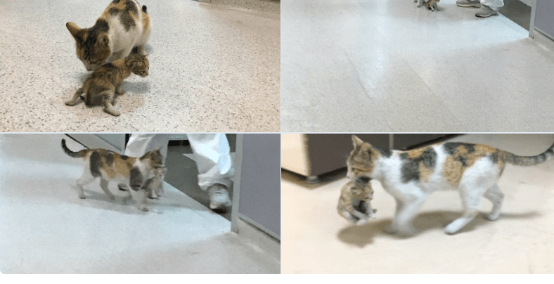 Mother cat carries her sick kitten to Istanbul hospital for help Pet