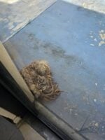 Heartbreaking: Pup forgotten and neglected for months wandering Miami streets rescued