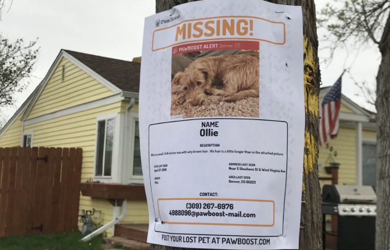 Dog missing after burglary