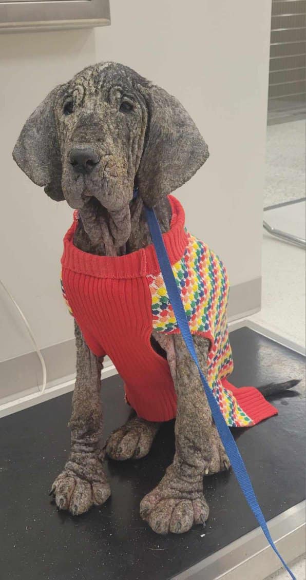 A most valiant effort but 4monthold Peaches could not survive