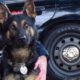 K9 stabbed to death