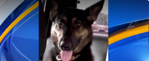 K9 died from heatstroke while boarded at veterinary hospital
