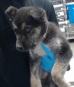 9-week-old German shepherd puppy found as stray waits for help at overcrowded shelter