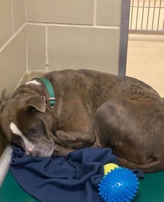 Dog's 'family' left her alone at busy Virginia shelter and
