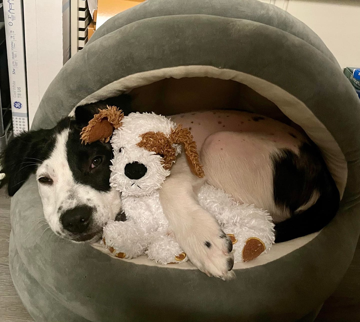 Shockingly evil Just when a dog rescue had seen it all Pet Rescue Report