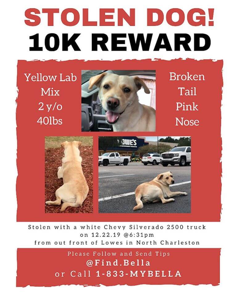 Reward for missing dog, Bella