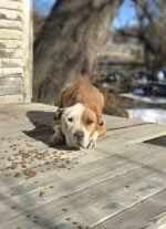 Abandoned dog tied to back porch of abandoned house with no food or water until kindhearted people saw her and helped