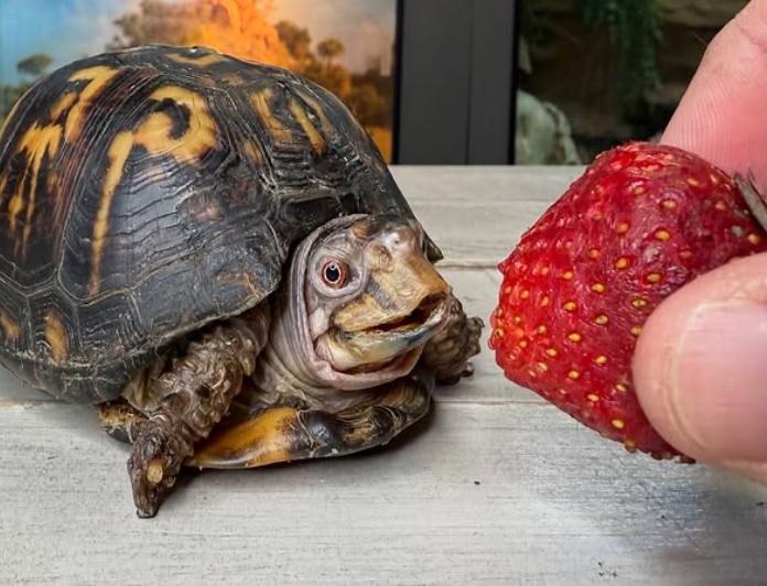 Box turtle kept in darkness for 50 years and fed cat food whisked away ...