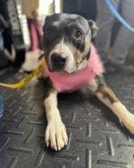 Internet draws tears for shelter dog who thinks she’s not pretty enough to be adopted