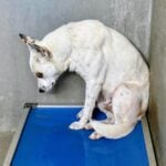 Terrified pup wrangled by officers with catchpole left him defeated