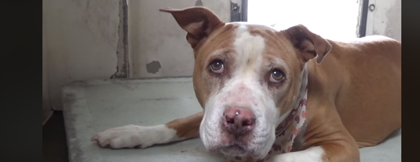 Surrendered senior dog cries for family who left her