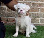 Six-month-old puppy last of 19 neglected dogs in Austin only one not adopted