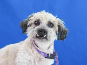 Snaggletooth senior needs a new lap to cuddle on
