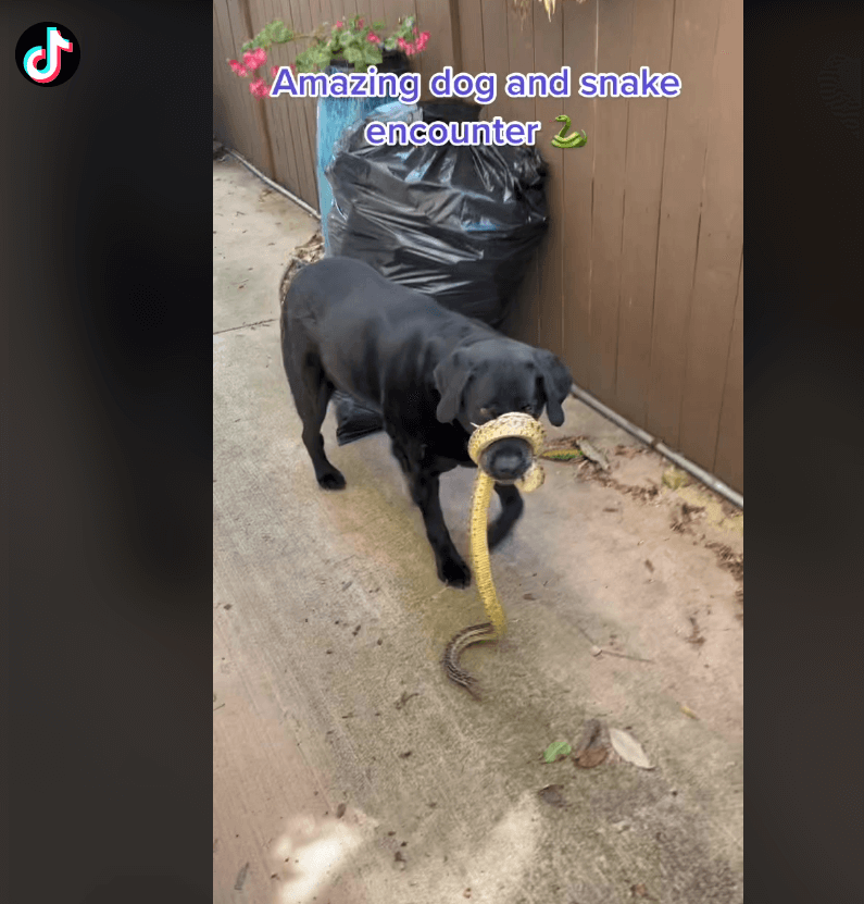 One dog's encounter with a snake coiled around his snout - Pet Rescue Report