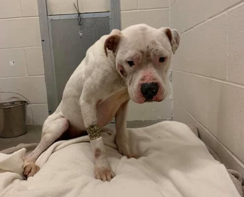 Starved dog found shot in the woods has died