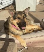 Favorite shelter volunteer German shepherd still has not found his ‘furever’ home