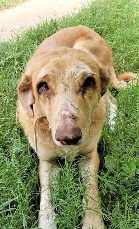 Senior blind dog receives massages from shelter cats who know he needs the extra care Pet