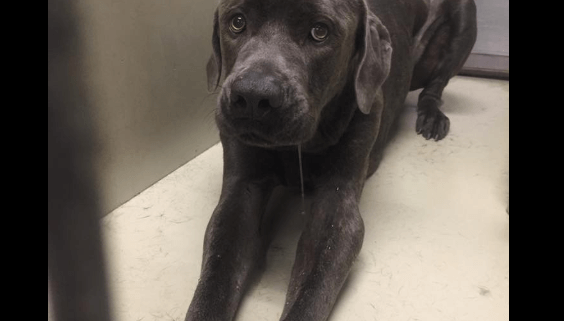 Terrified and confused after being surrendered to shelter