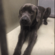 Terrified and confused after being surrendered to shelter