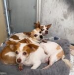 Heartbreaking: Seniors surrendered to crowded shelter together cling tightly to each other for comfort