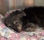 After owner passed family for senior pup didn’t want her and surrendered loyal little one to shelter