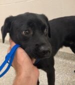 Labrador retriever puppy recovering after alleged abuser arrested for felony animal cruelty