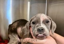 911 ‘puppy’ found on side of road collapsed in critical condition captures hearts as her story unfolds