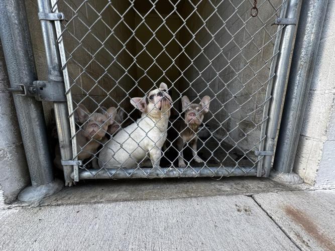 More than 260 dogs and cats rescued from 'deplorable' hoarders'