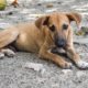 U.S. ban on dog imports