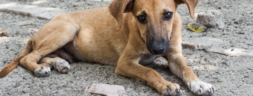 U.S. ban on dog imports