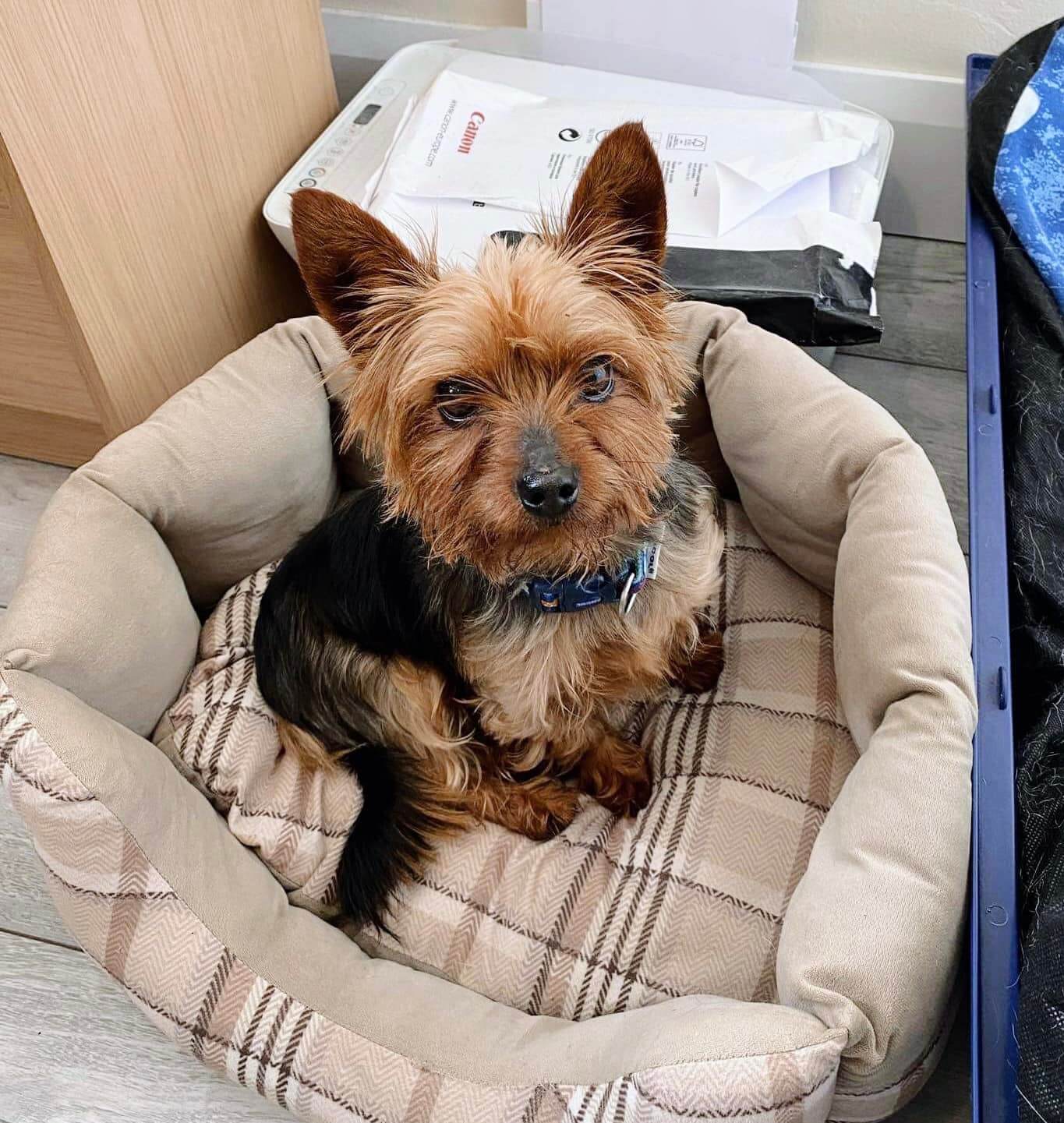 Four year old Yorkie dropped off at vet to be euthanized because his