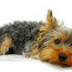 Yorkie fatally beaten with a cane