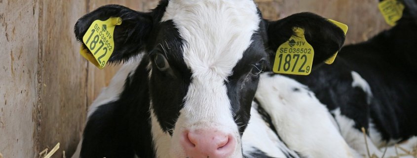 Calf abuse caught on video during investigation