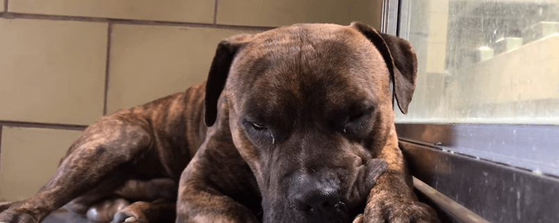 Advocates plead for death row dog to be saved