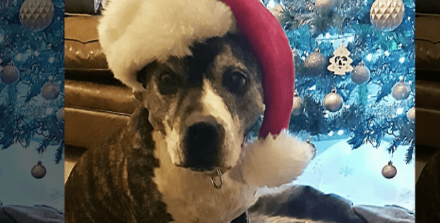 After 8 years, shelter dog spent Christmas in a home