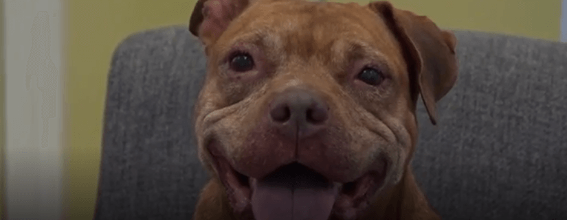 After over 2 years, dog finds a home