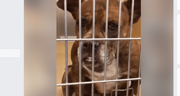 Death row dog, ailing and out of time